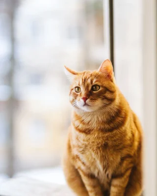 Original photo for the Jack-o'-Paws example: orange tabby cat sitting by a window