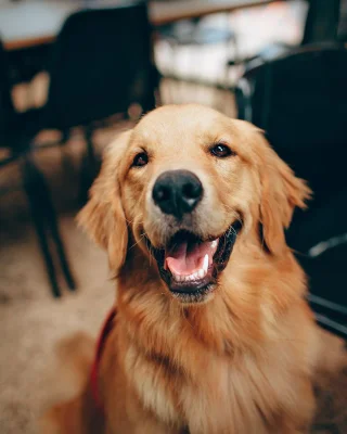 Original photo for the Glow Dino example: golden retriever smiling at the camera