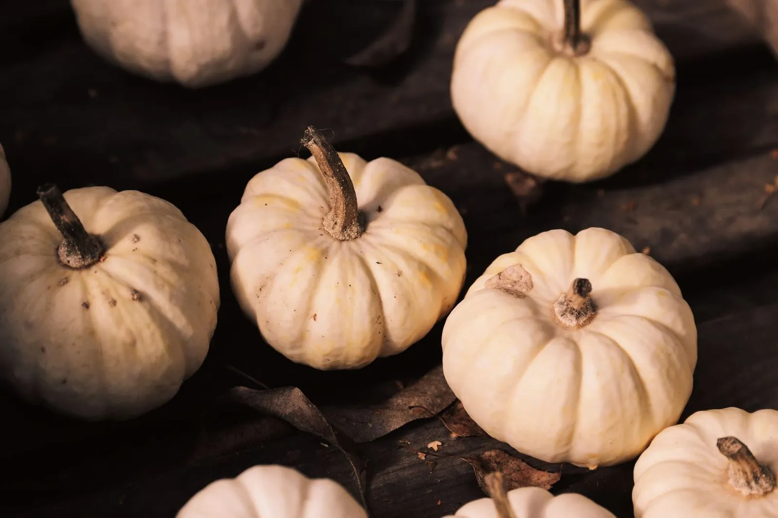 Pale cream mini pumpkins with curled stems on a dark wooden surface