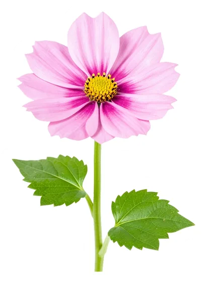 Photo sticker of a flower cut out with a white border
